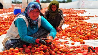 Manisa'dan Amerika'ya kurutulmuş domates ihracatı