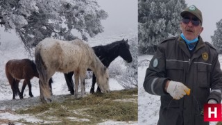 Spil'de eksi 8 derecede rağmen yaban hayatı unutulmadı