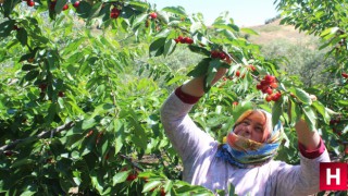 Coğrafi işaret tescilli Salihli Kirazı’nda hasat zamanı