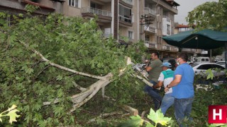 Yağmur ve fırtına ilçeleri vurdu hayvanlar telef oldu ağaçlar yıkıldı