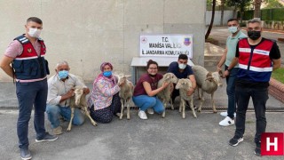 Çalınan koyunlarına böyle kavuştular