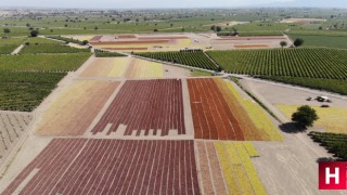 Manisa Ovası rengarenk