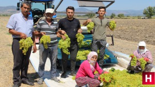 Üzüm üreticisinin fiyat beklentisi en az 16 buçuk lira