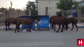 Manisa’da sokak hayvanlarına yılkı atları da eklendi