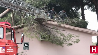 Öğrenciler bahçede oynarken okul binasının üstüne ağaç devrildi