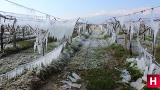 Manisa'da bağlar dondu, buz sarkıtları oluştu