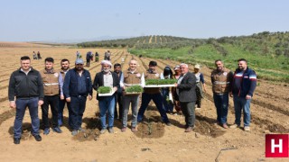 Manisa'da domates dikimi başladı temenni fiyatların ucuzlaması