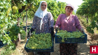 Manisa üzümü Avrupa ve Rusya'dan sonra Ortadoğu pazarına giriyor