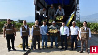 Çekirdeksiz Sultaniye üzümünün dünya yolculuğu başladı