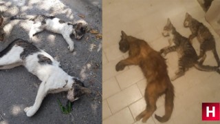 Manisa’da kedi ve köpek katliamı: 15’e yakını öldürüldü