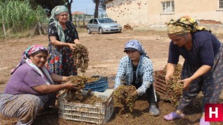 Üreticinin emeği sel sularına kapıldı