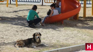 Sokak köpekleri 3 gün arayla 2 kardeşe dehşeti yaşattı