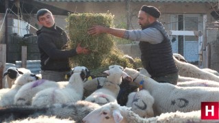 Manisa'dan aldığı koyunlarda çiçek hastalığı çıktı mahalleler karantinaya alındı